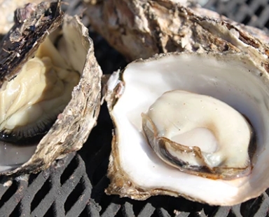 「浦村」焼き牡蠣食べ放題と海の恵みに囲まれた町「鳥羽」散策＆伊勢神宮（内宮）