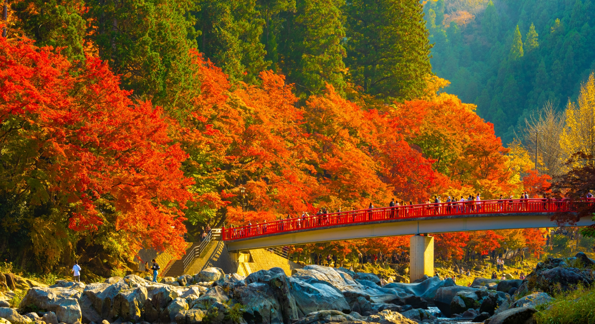香嵐渓の紅葉と小原の四季桜　地元産　名古屋コーチン鍋膳