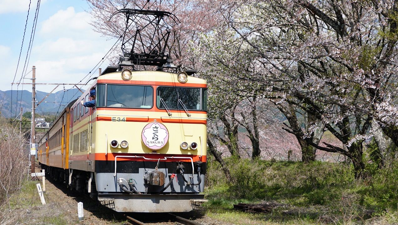 お花見レトロ列車と家山桜、農家レストランこだわりの旬彩ビュッフェ