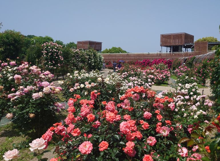 ぎふワールド・ローズガーデン春のバラと鬼岩温泉「了山」割子会席ランチ