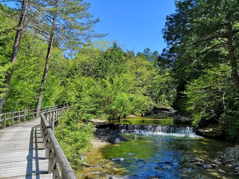 健康ハイキング　赤沢自然休養林 自由散策