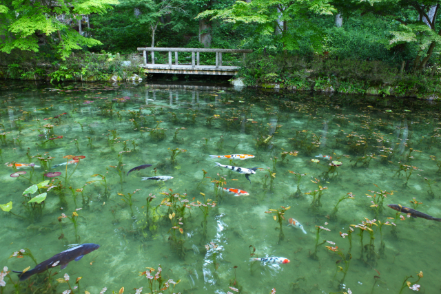 夏の満願　鮎づくし御膳 ～岐阜らしさ発見録