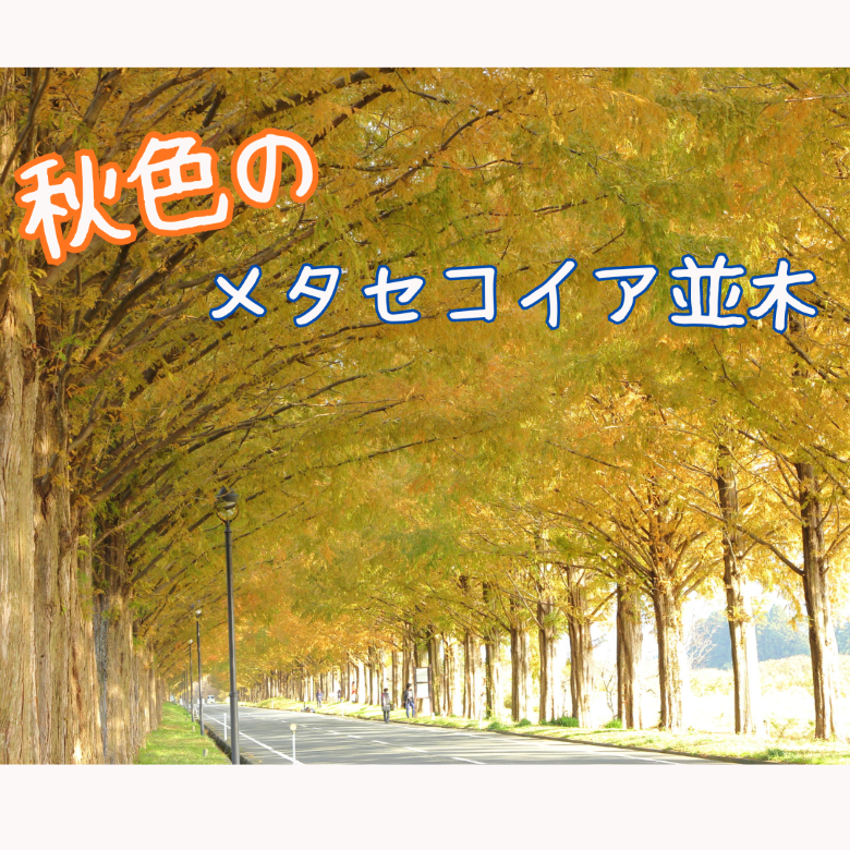 秋色のメタセコイア並木と極上モンブラン