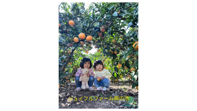 🍊南知多・美浜のみかん狩り🍊